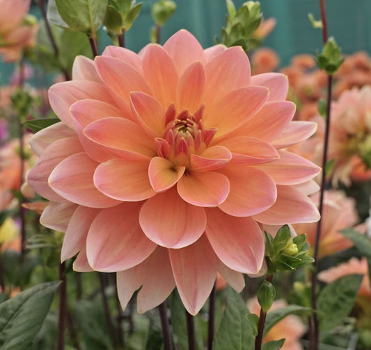 Mister Frans Dahlia Cutting