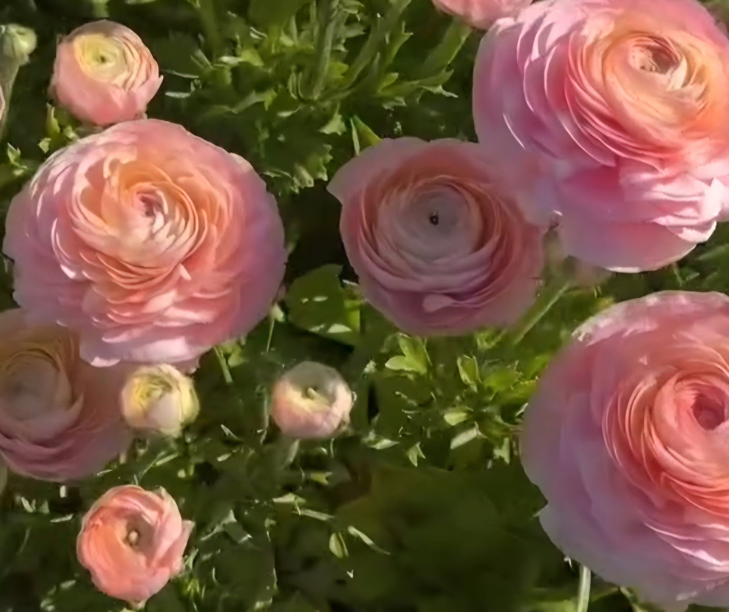 Salerno Romance Ranunculus Corms