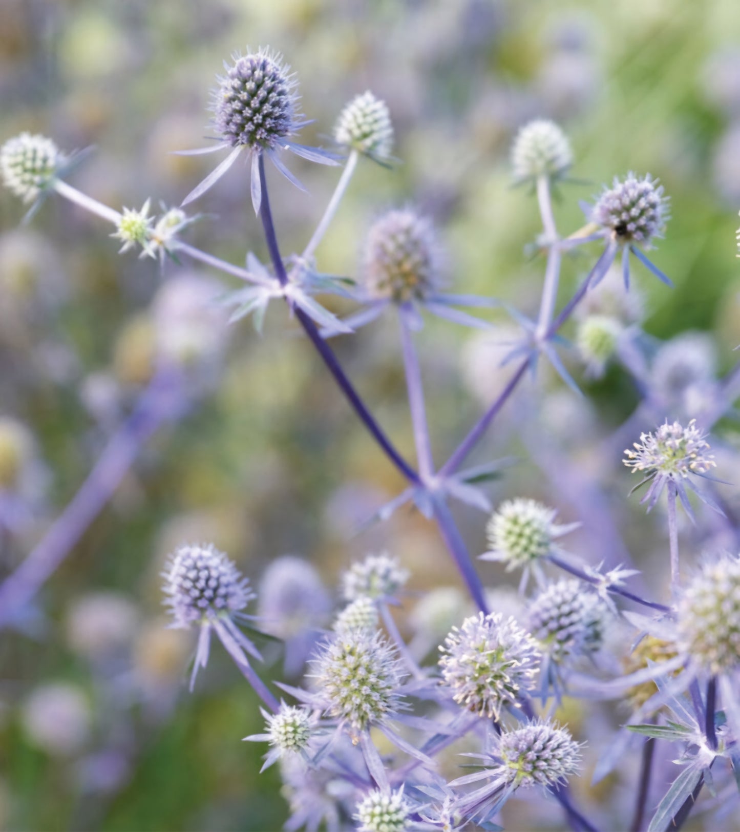 Blue Glitter Eryngium Plant Plugs