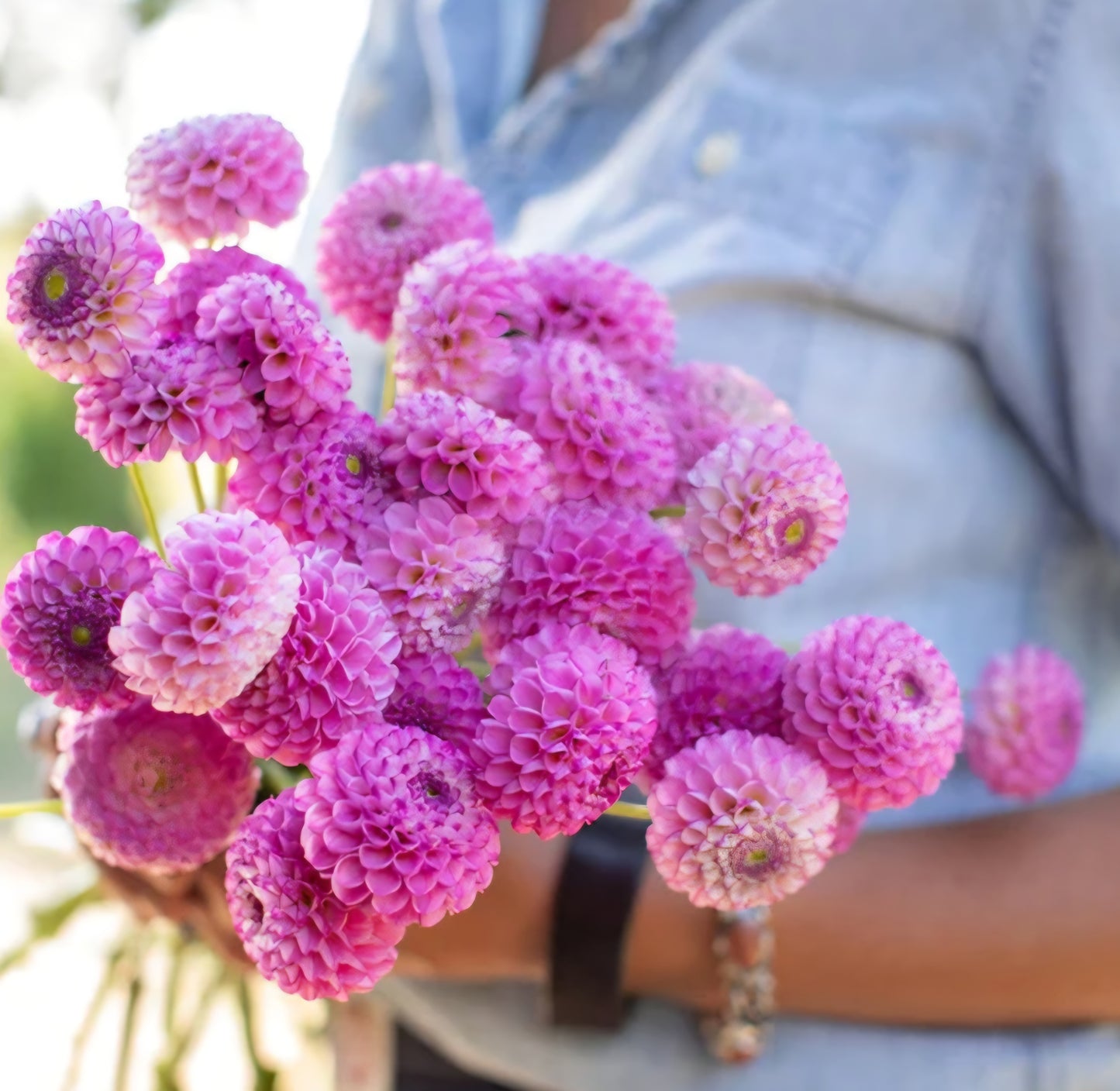 Zippitty Doo Dah Dahlia Cutting