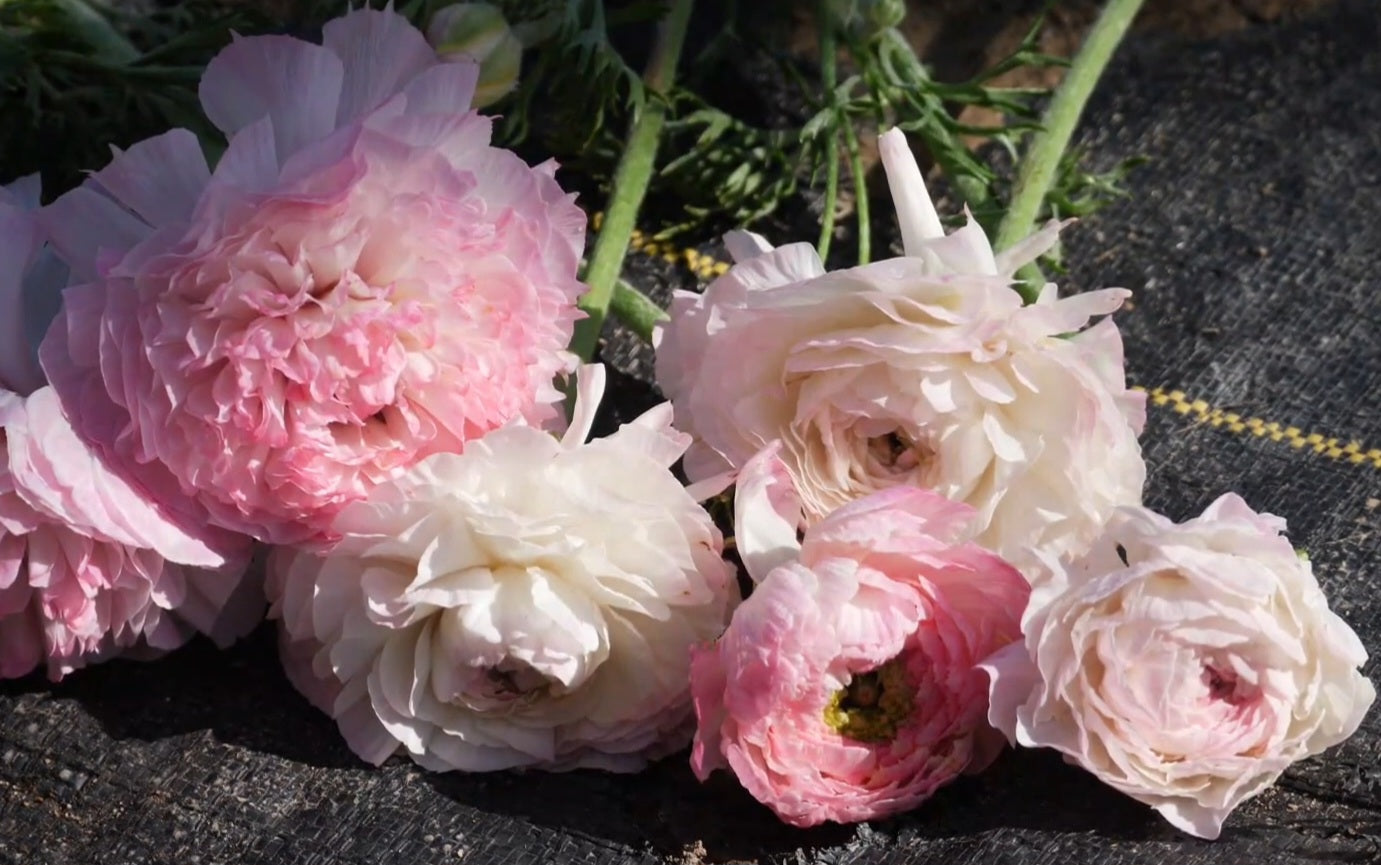 Porcelain Amandine Ranunculus Corms