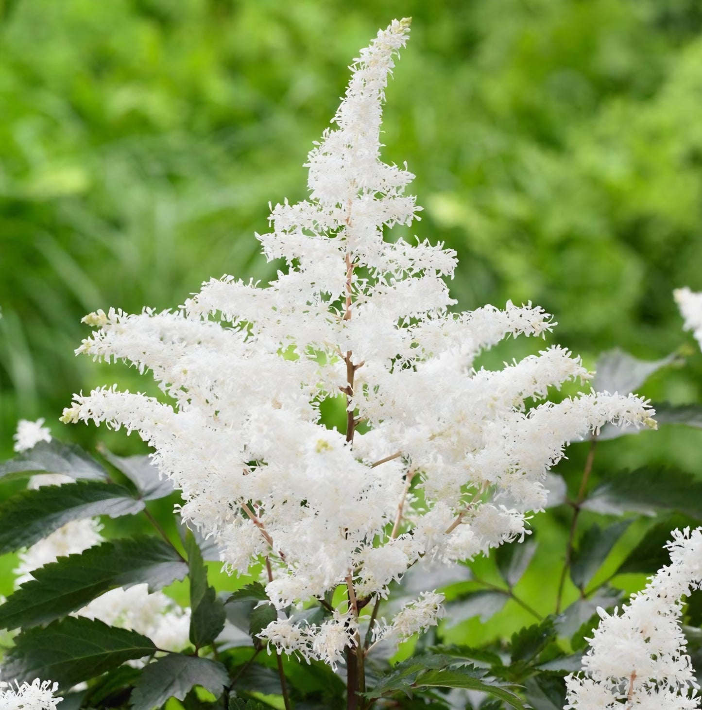 Astilbe Chinensis Visions In White Roots (2)