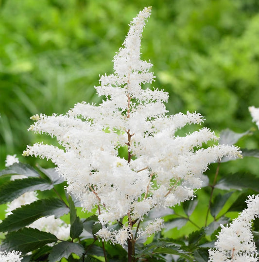 Astilbe Chinensis Visions In White Roots (2)