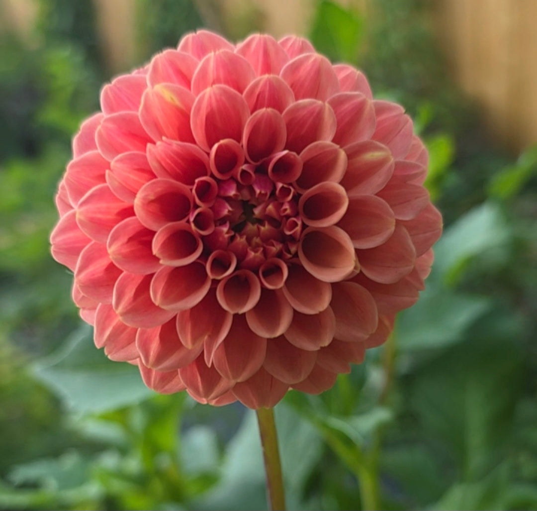Rose Toscano Dahlia Tuber