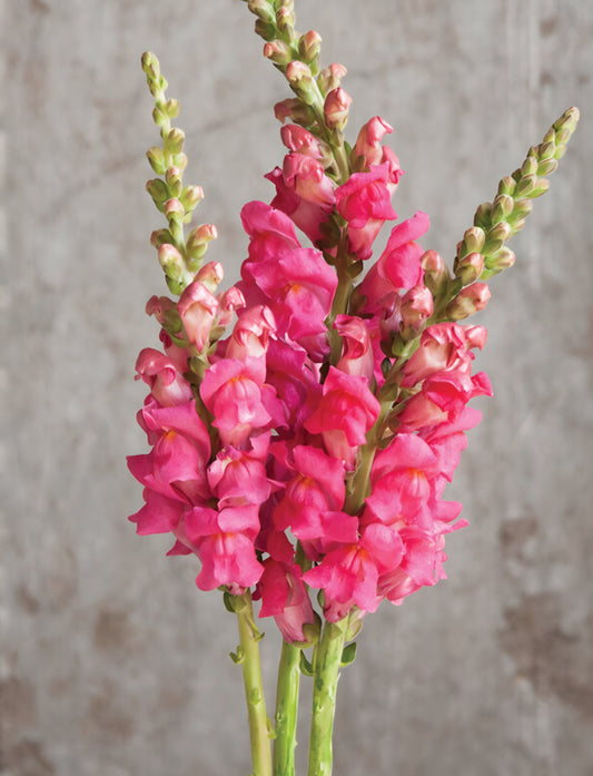 Potomac Cherry Rose Snapdragon Plugs