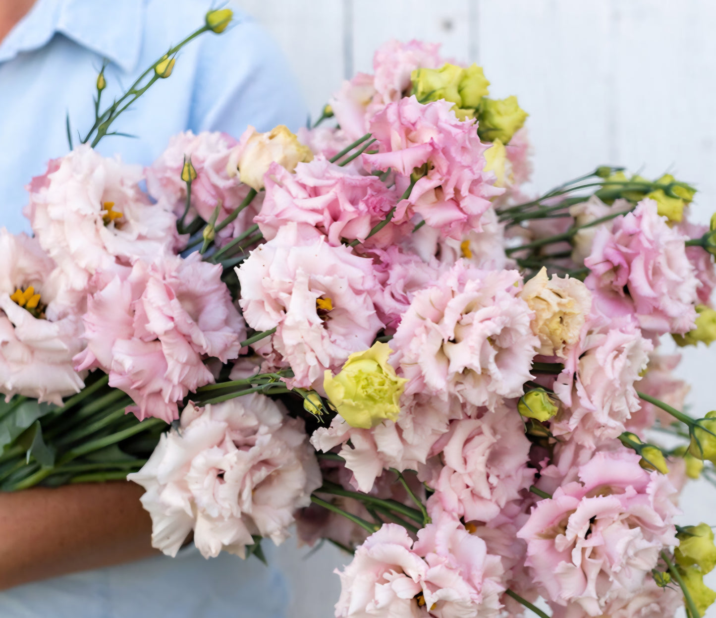 Lisianthus Voyage Pink II Plugs