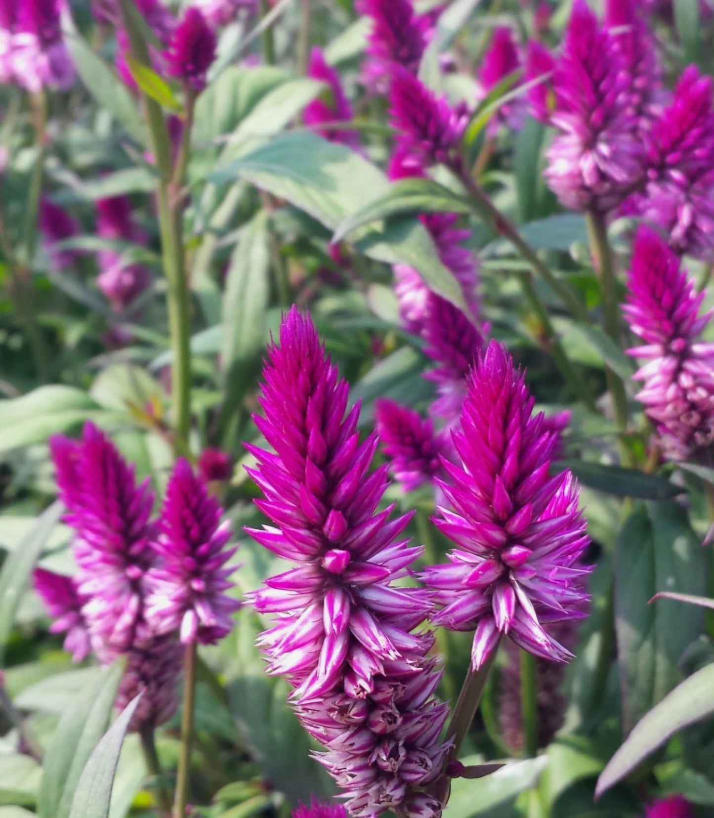 Purple Flamingo Celosia Plugs (4)