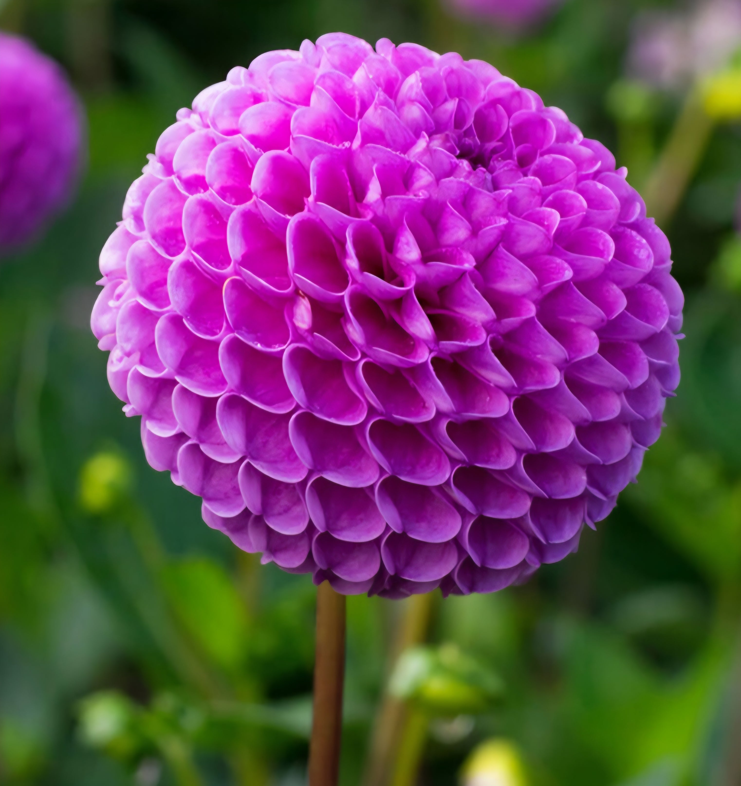 Blooming Patches Farm Dahlia Franz Kafka
