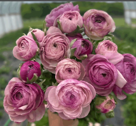 Amandine Purple Jean Ranunculus Corms