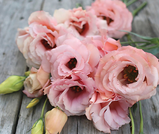 Lisianthus Corelli Light Pink Plugs