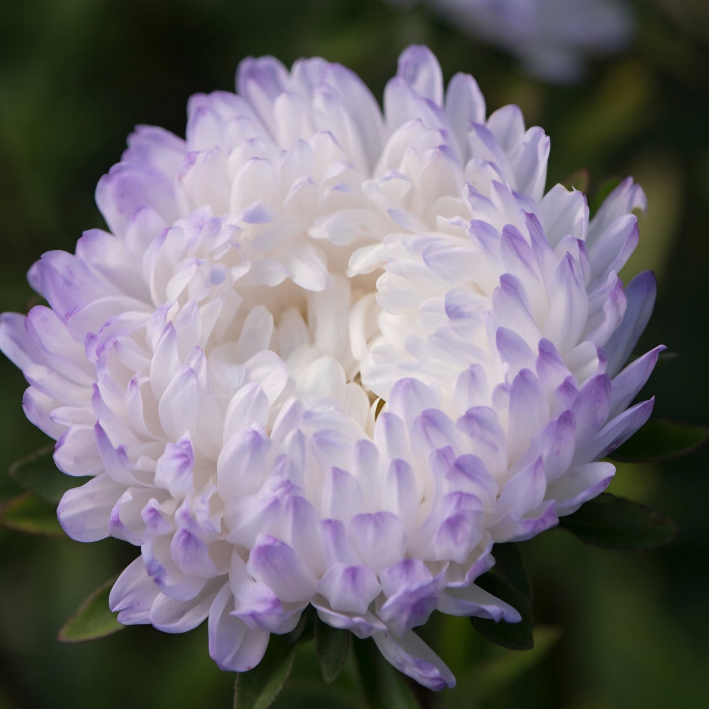 King Aster Tower Silver Plugs