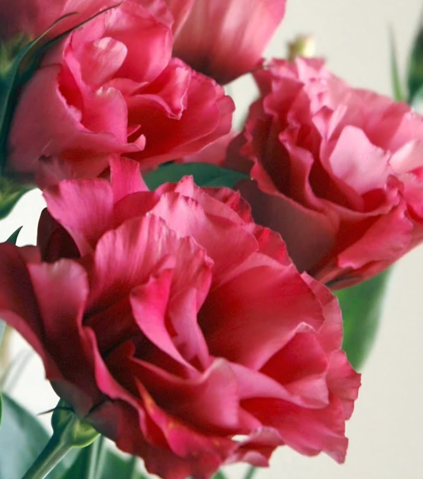 Lisianthus Mariachi Carmine Plugs