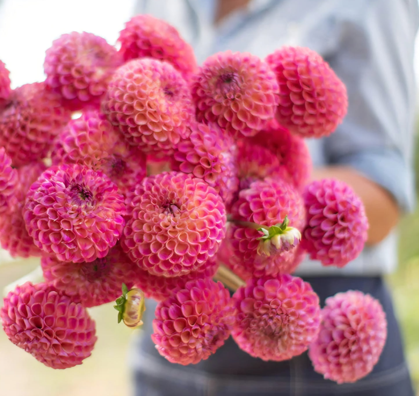 Caitlin's Joy Dahlia Tuber