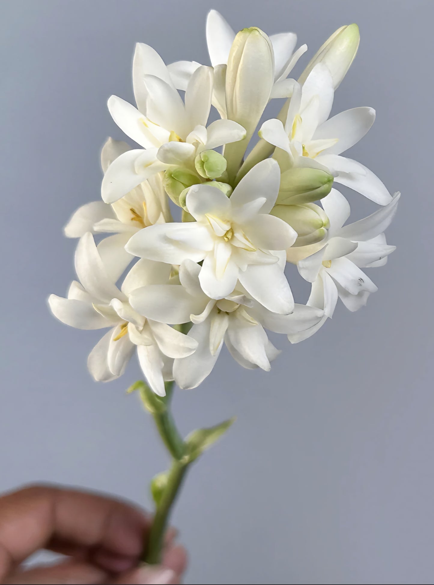 Polianthes Tuberose The Pearl Bulbs (5)