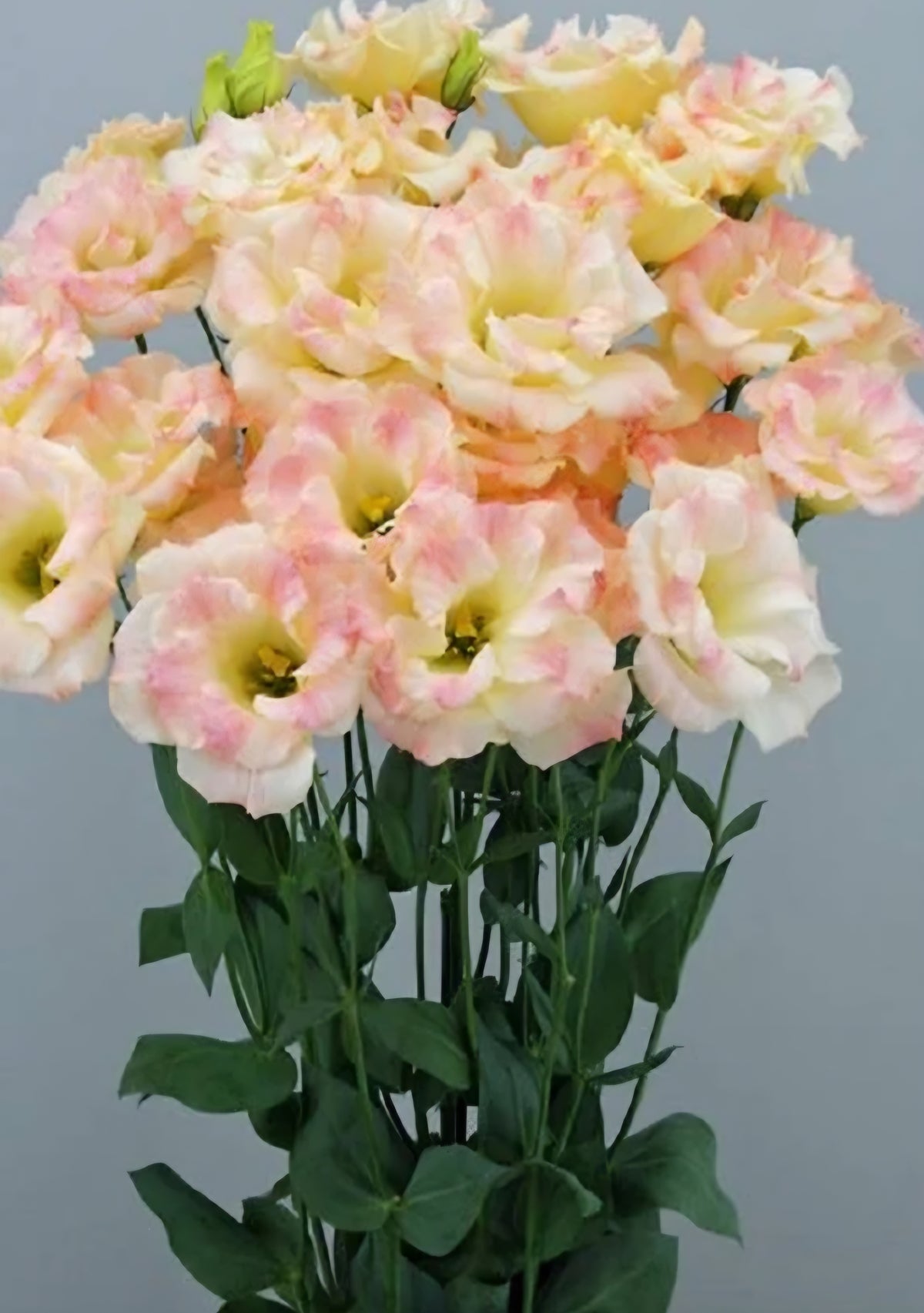 Lisianthus Megalo Champagne Plugs