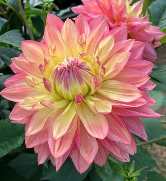 Wanda's Aurora Dahlia Tuber