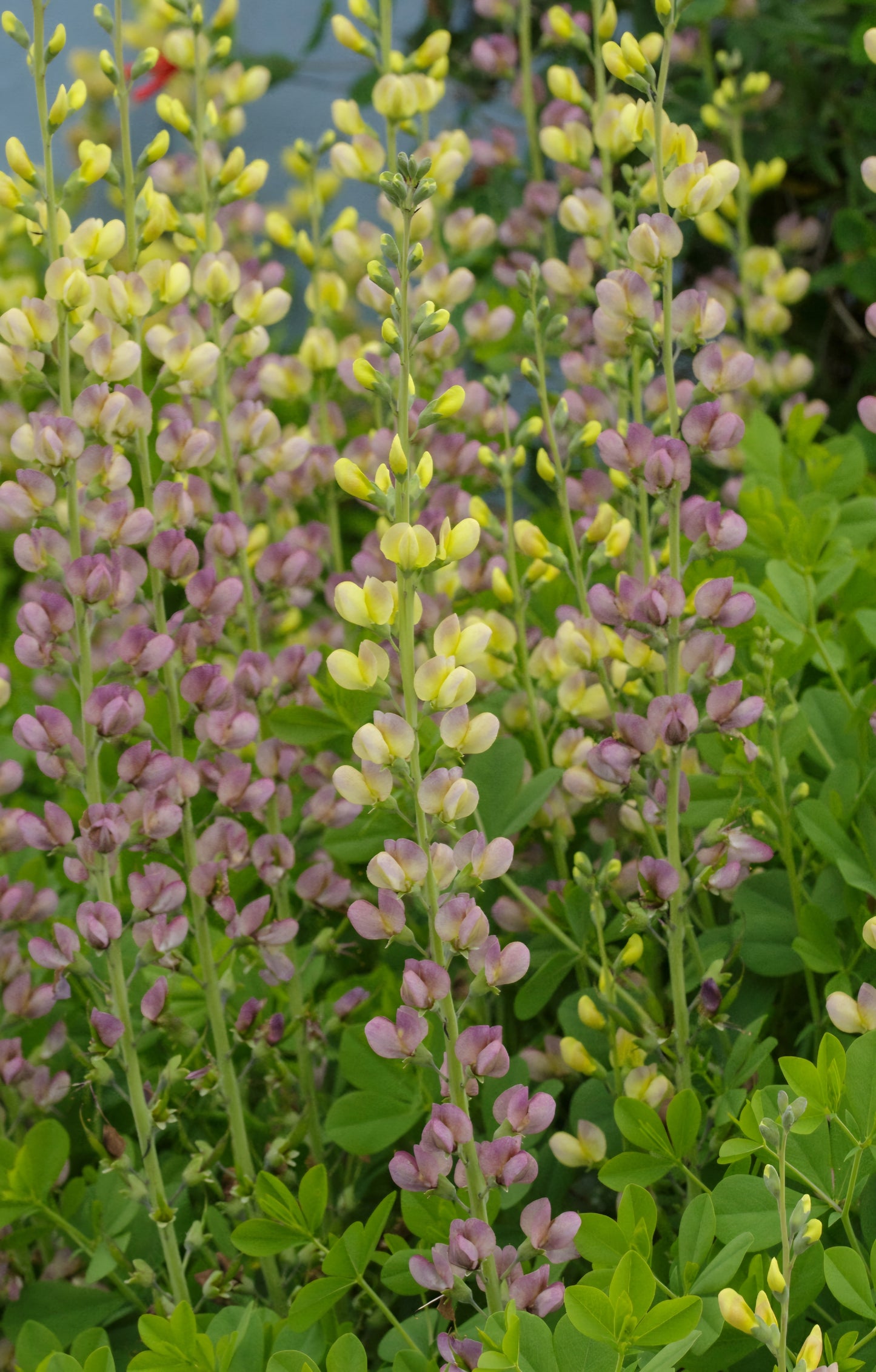 Baptisia Aurora Plugs