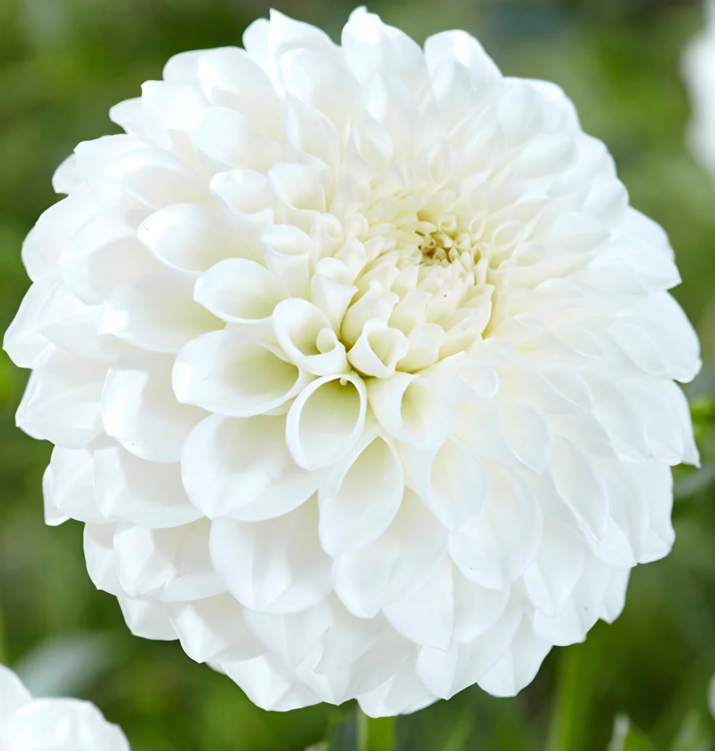 Boom Boom White Dahlia Cutting