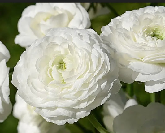 Amandine White Ranunculus Corms