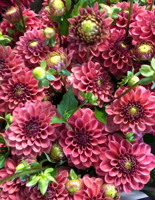 Iced Tea Dahlia Tuber