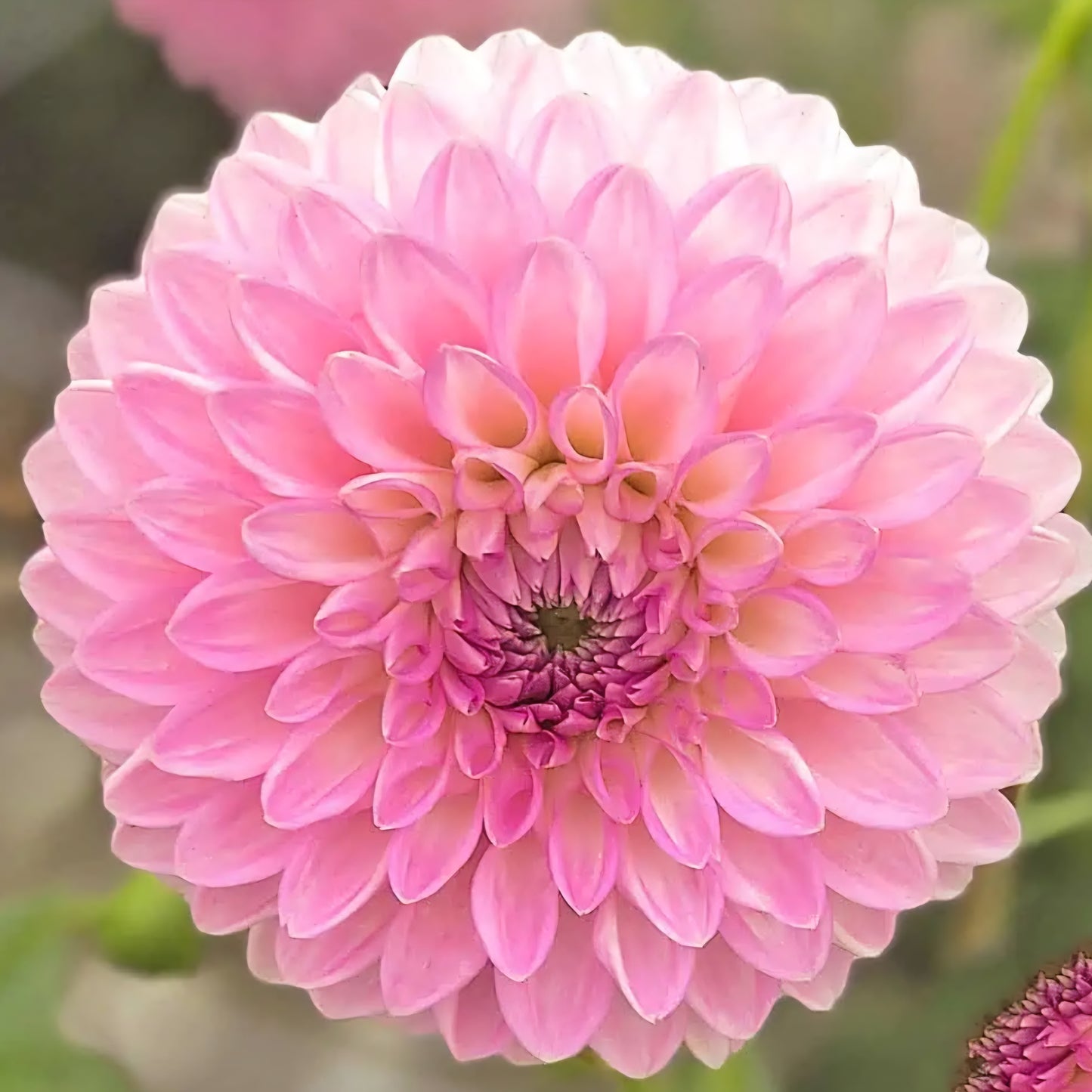 Janick's Symphony Dahlia Cutting