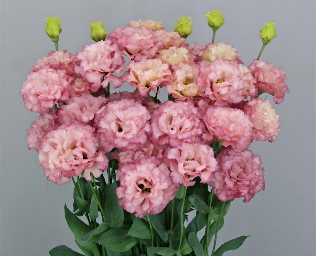 Lisianthus Celeb 2 Madonna Plugs