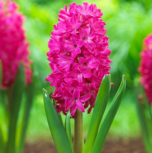 Hyacinth Jon Bos Bulbs