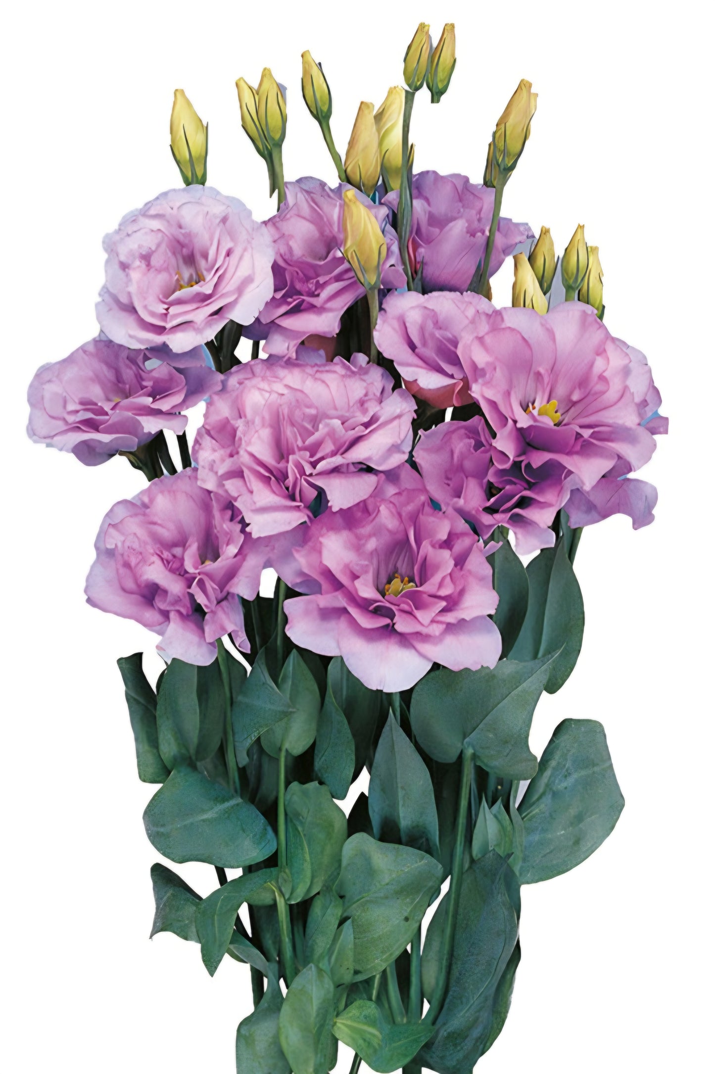 Lisianthus Mariachi Lavender Plugs