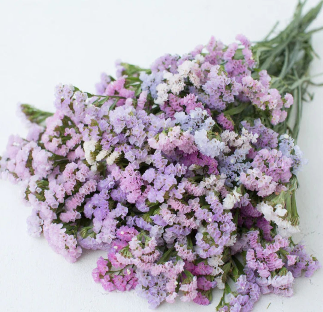 Pastel Shades Statice Plugs