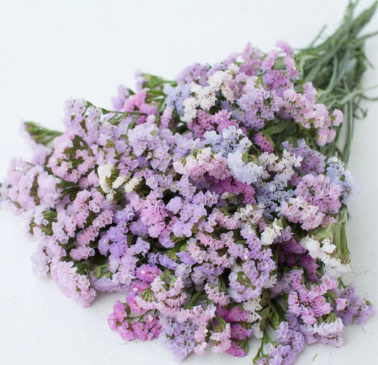 Pastel Shades Statice Plugs