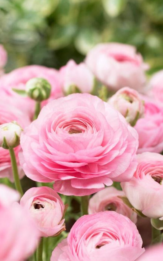 Ranunculus Aviv Pink Corms