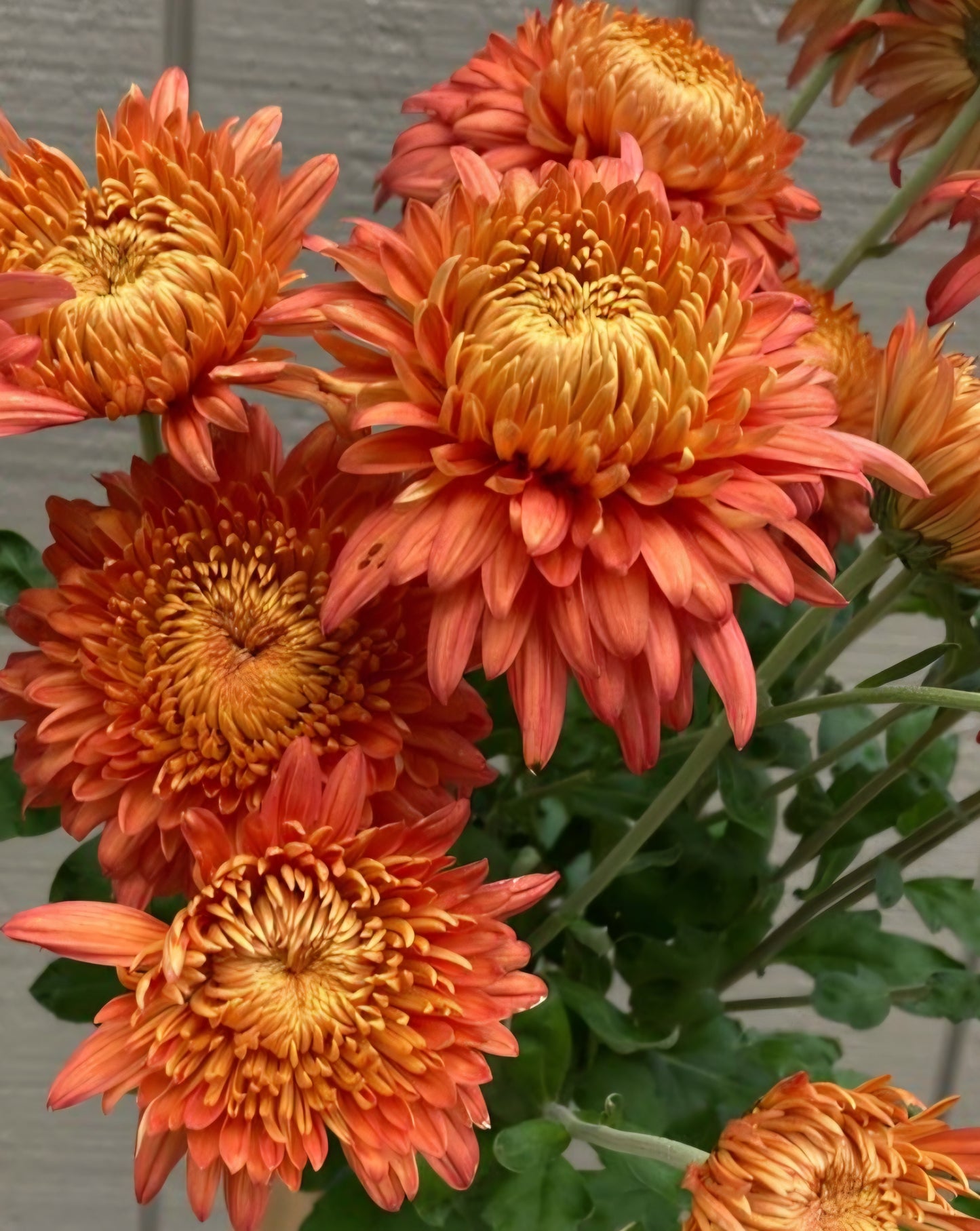 Coral Cavelier Chrysanthemum Cutting Plugs (3)