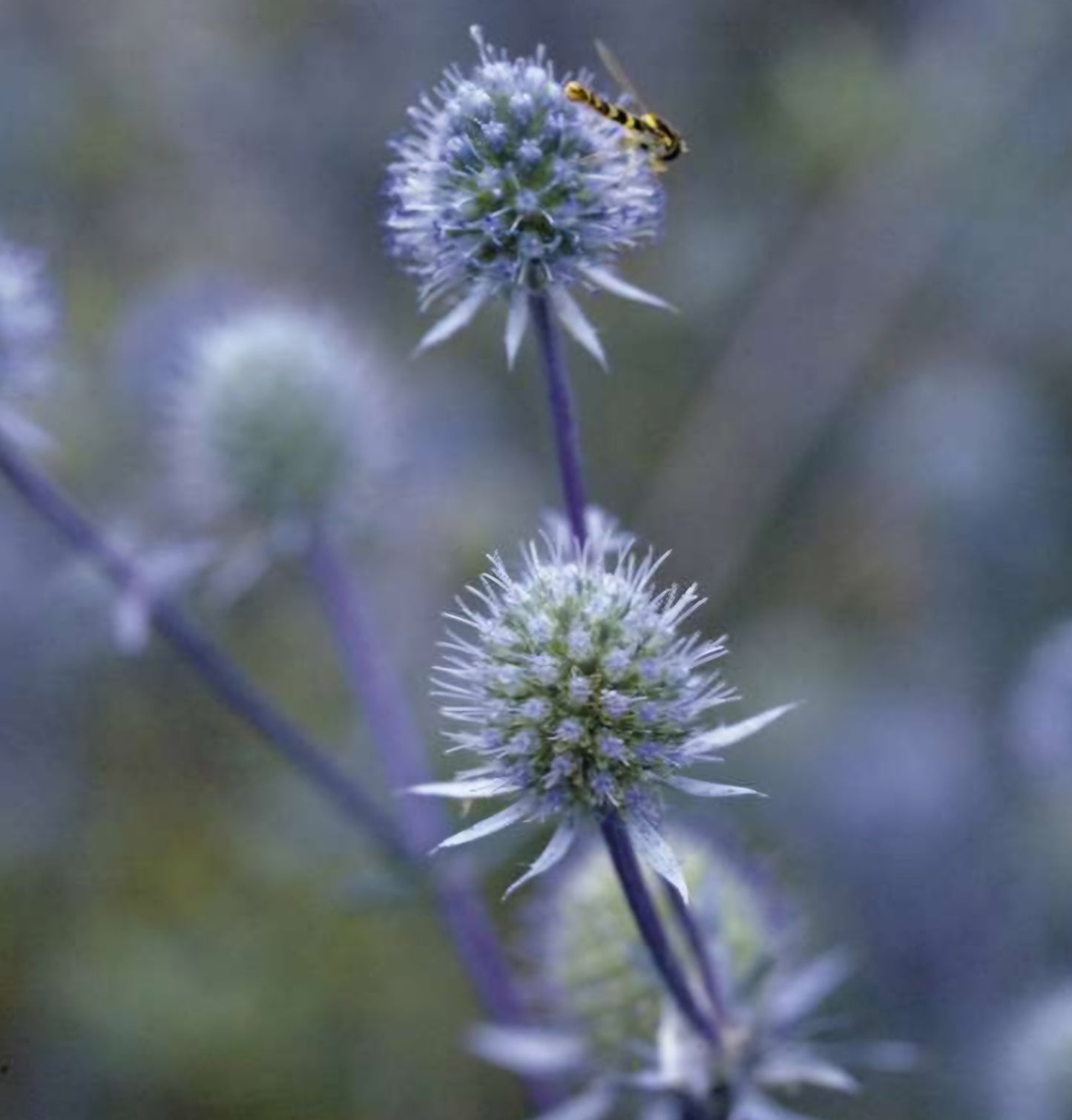 Blue Glitter Eryngium Plant Plugs