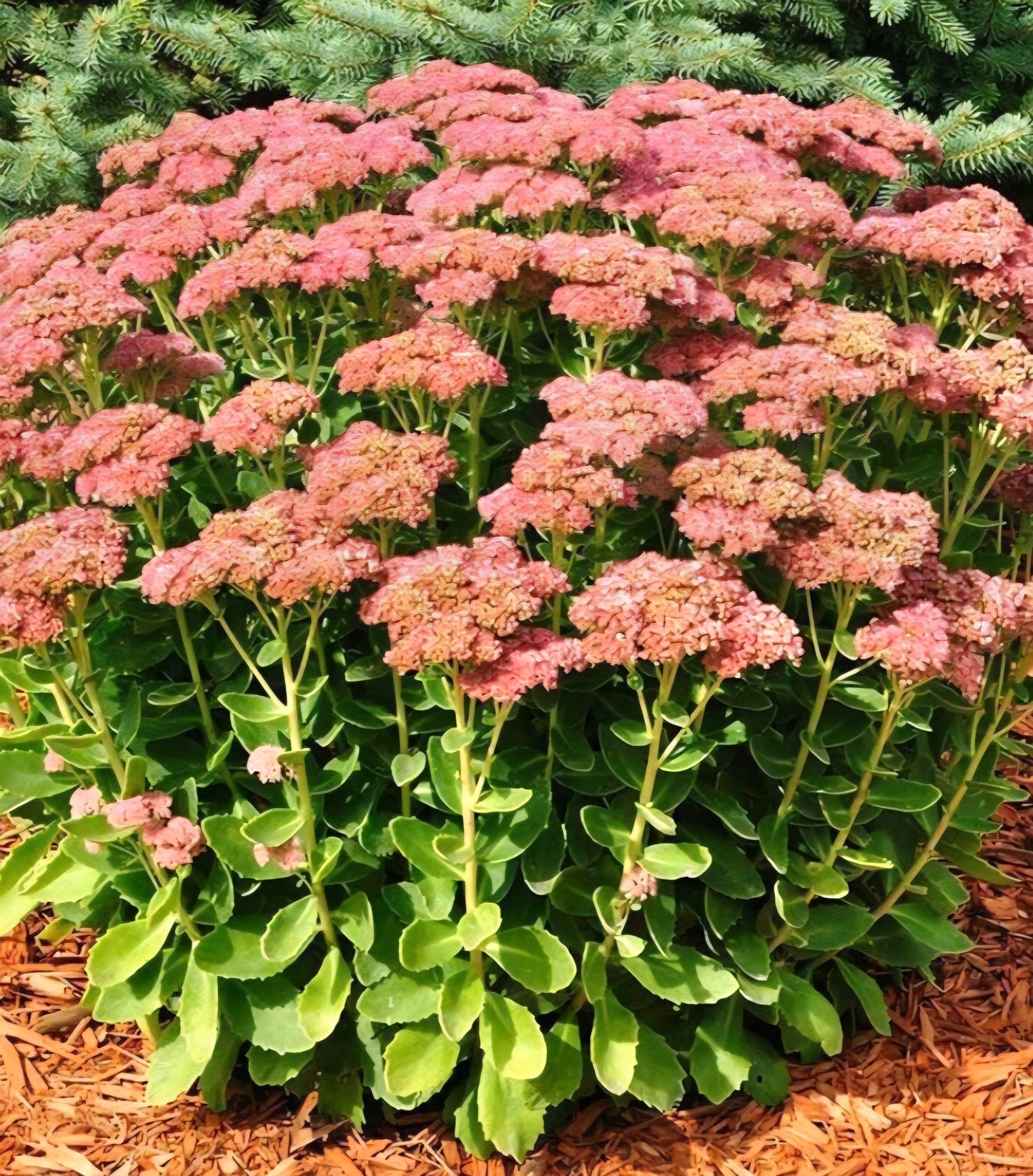 Sedum Autumn Joy Plug Young Plants (2)