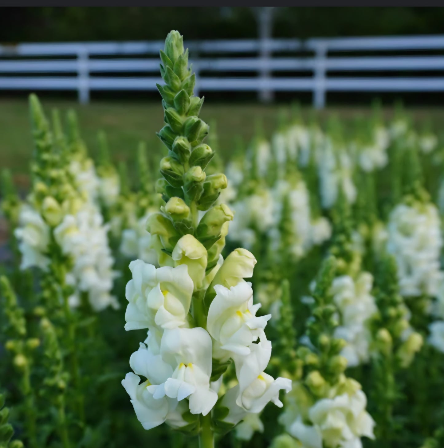 Potomac Ivory White Snapdragon Plugs