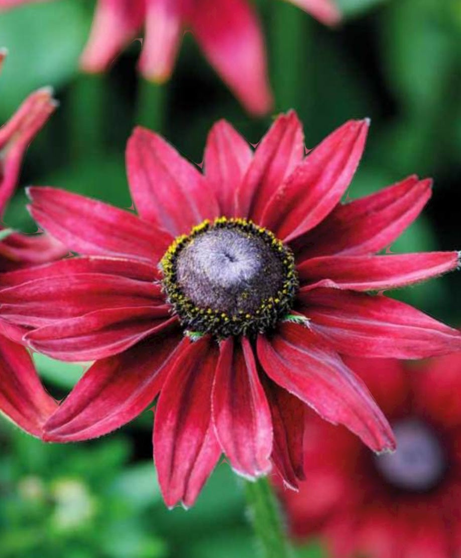 Cherry Brandy Rudbeckia Plugs