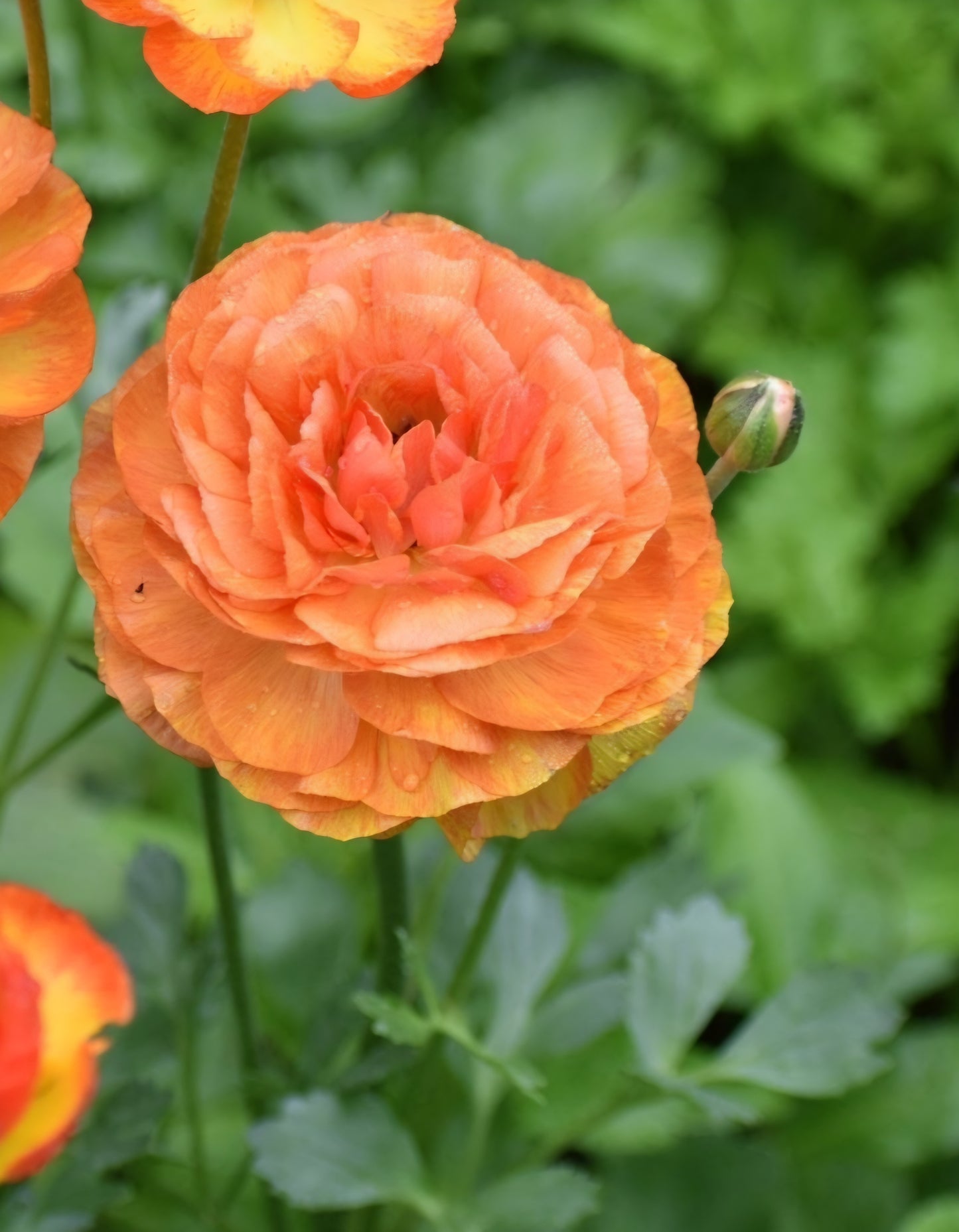 Aviv Orange Ranunculus Corms