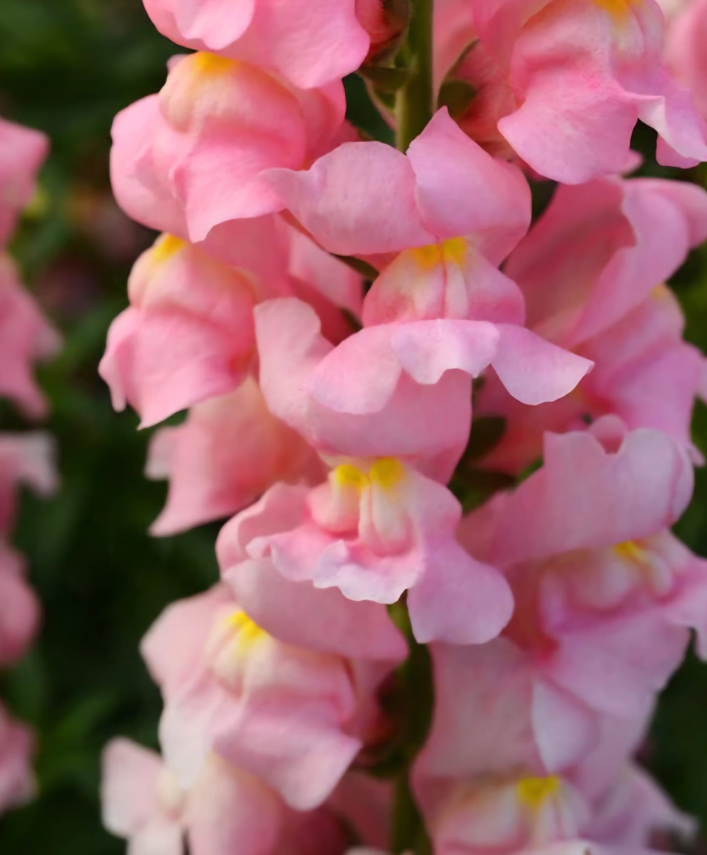 Rocket Pink Snapdragons (4)