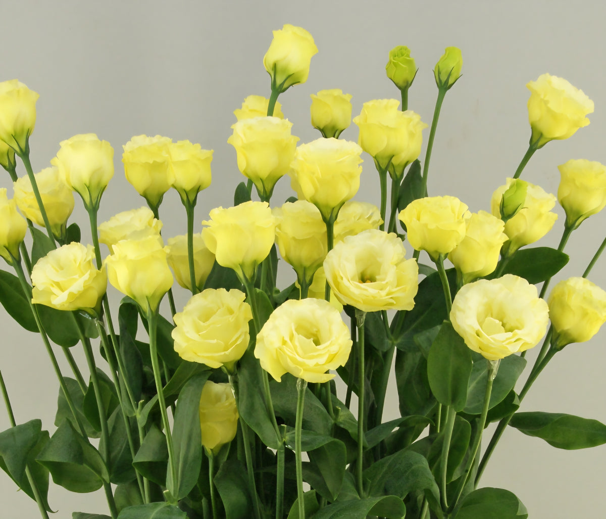 Lisianthus Little Summer Yellow Plugs