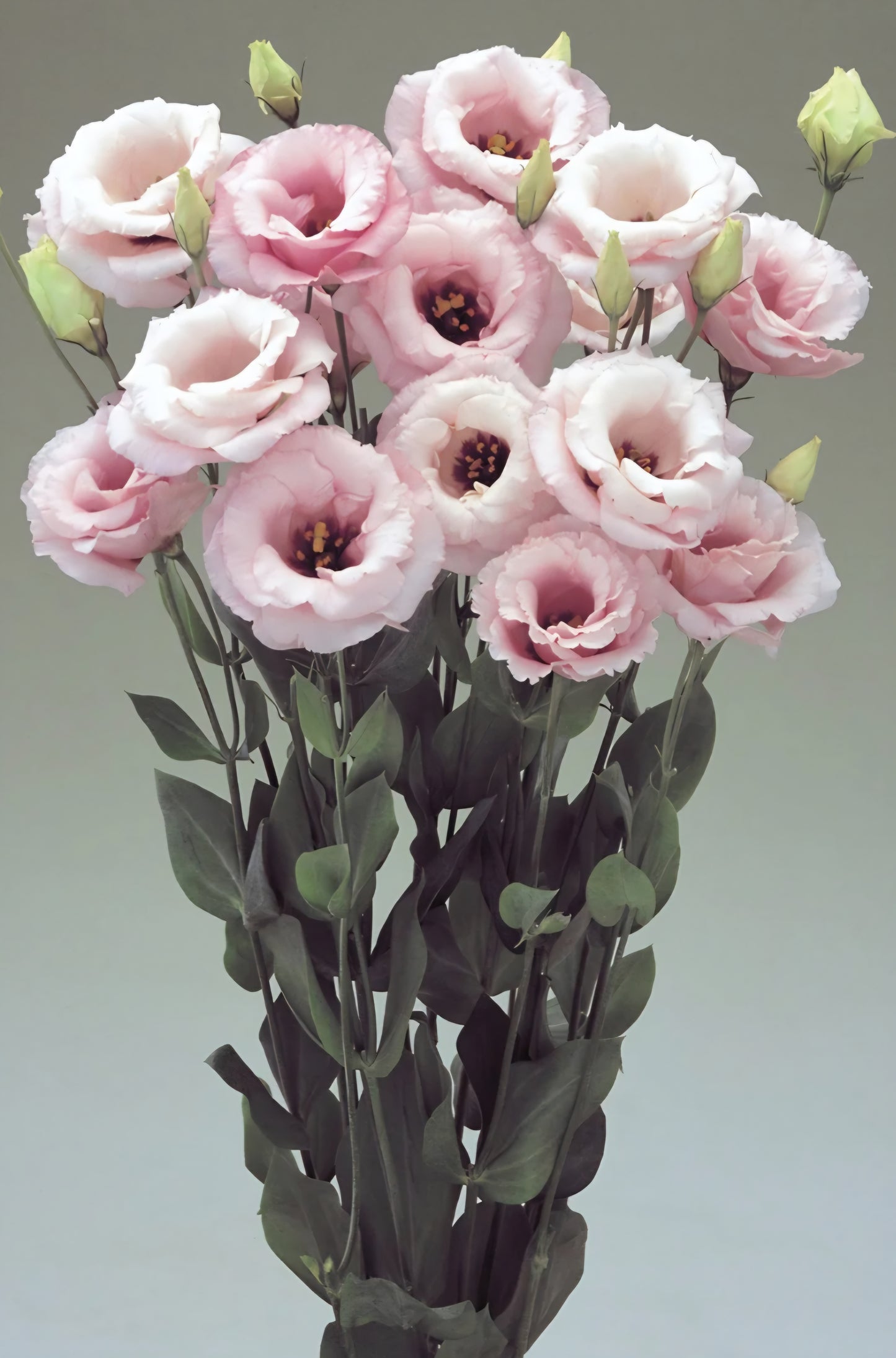 Lisianthus Arena 3 Baby Pink Plugs