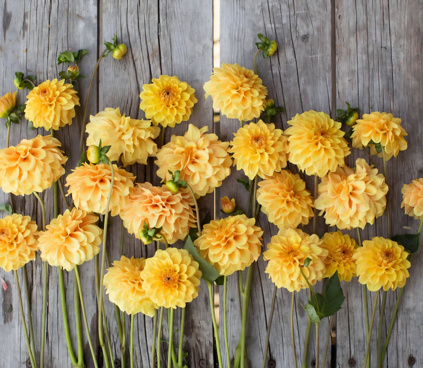 Golden Scepter Dahlia Cutting