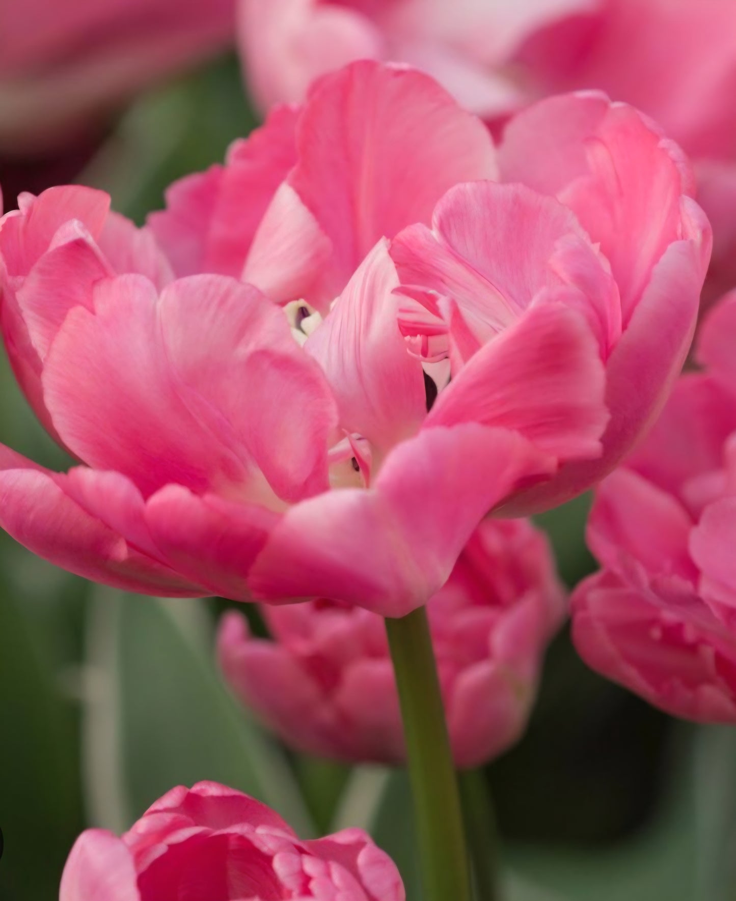 Beth Hart Double Late Tulip Bulbs