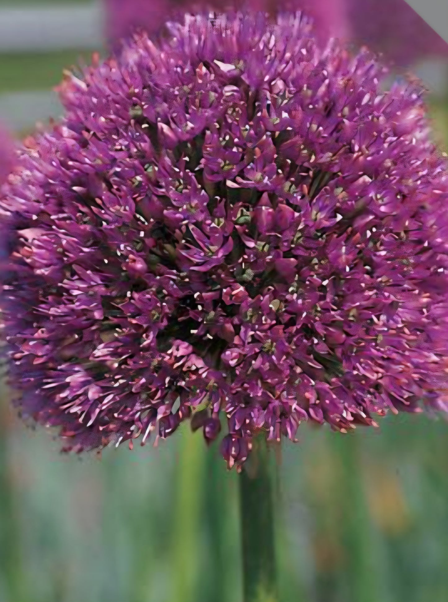 Allium Lucy Ball