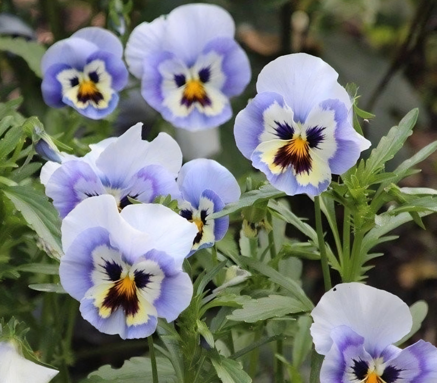 Viola Penny Marina Plugs