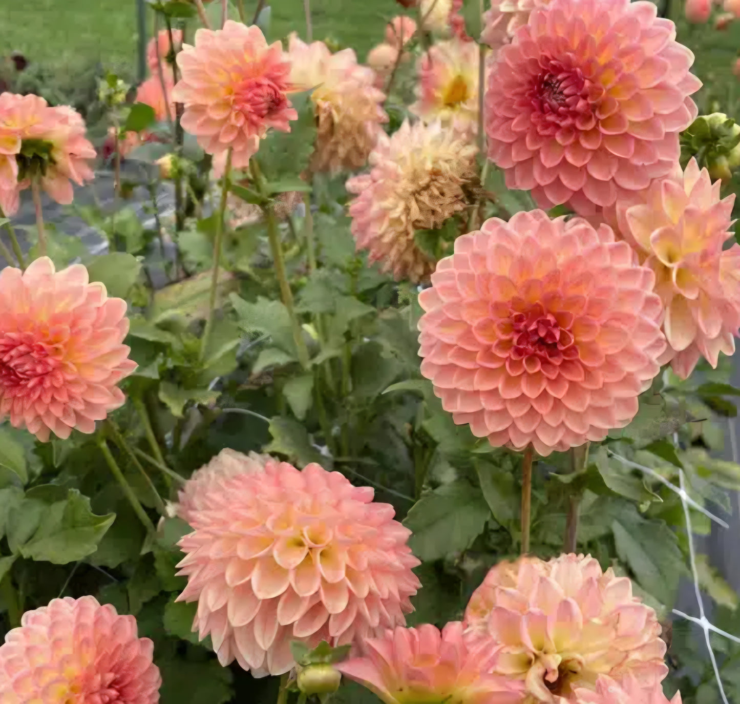 Hillcrest Suffusion Dahlia Cutting
