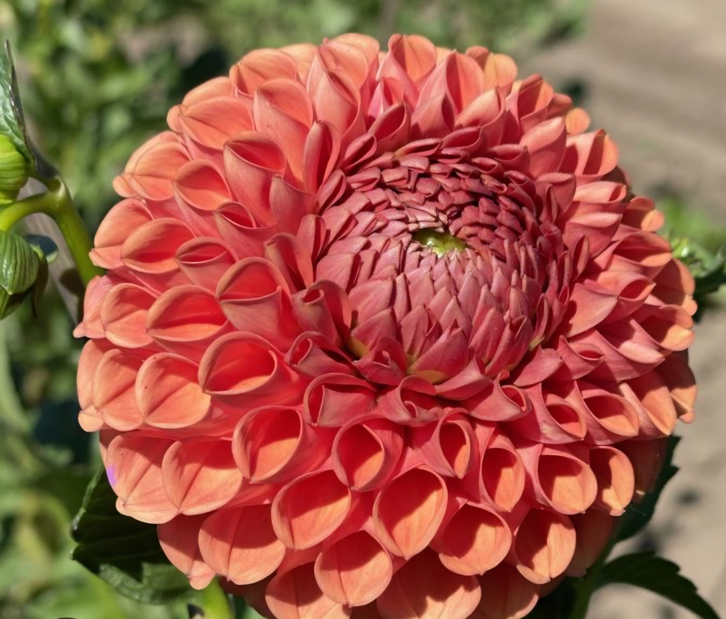 Cornel Bronze Dahlia Cutting