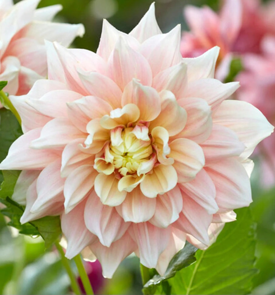 Break Out Dahlia Cutting
