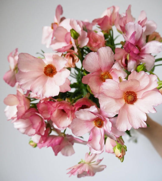 Butterfly Lycia Ranunculus Corms