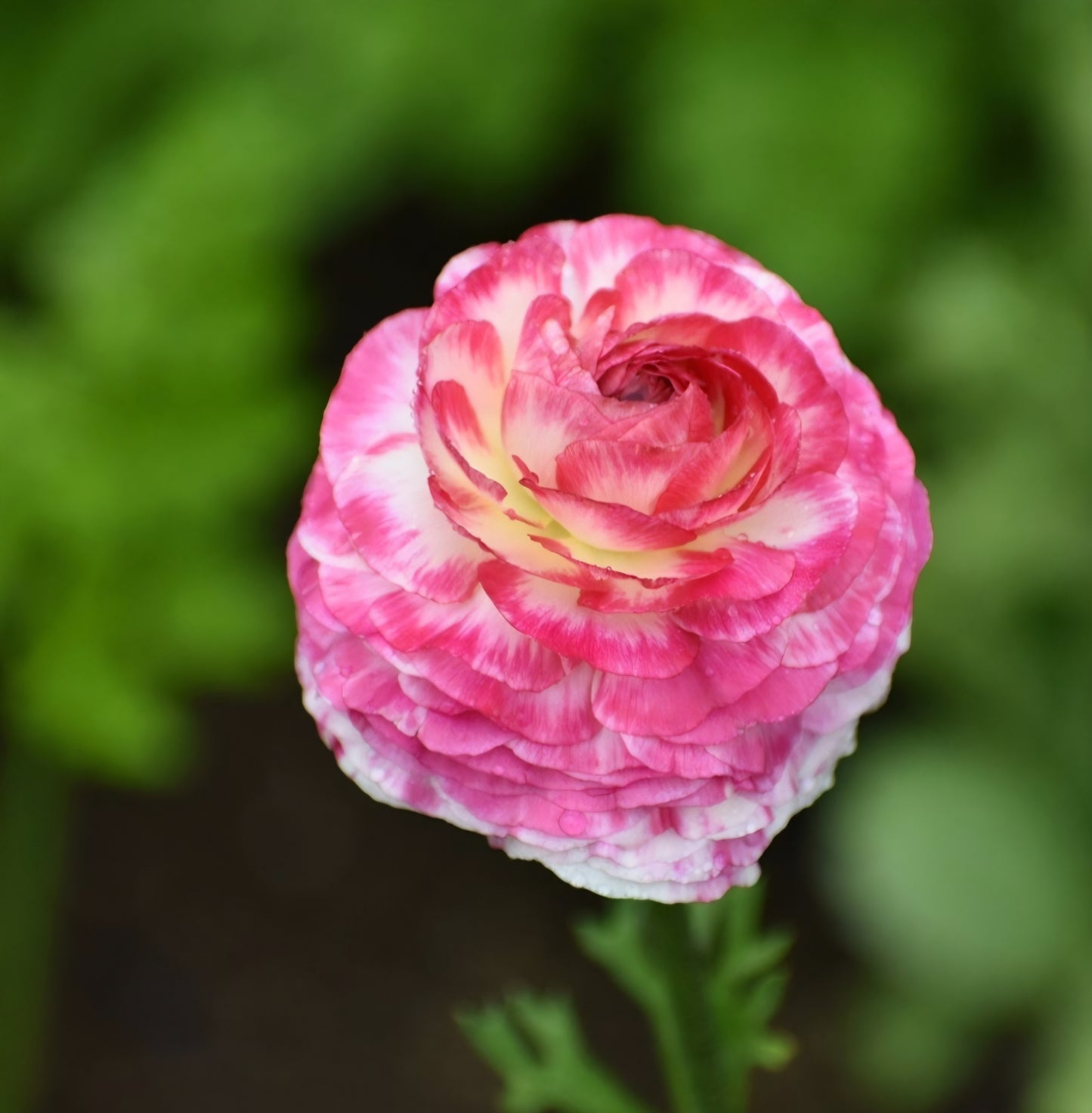 Aviv Picotee Pink Ranunculus Corms