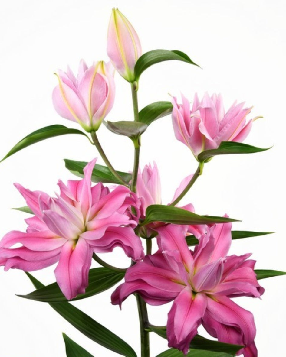 Kadango Double Oriental Lily Bulbs (5)